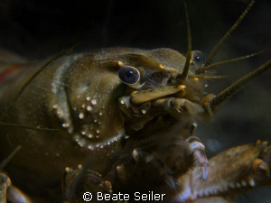Crayfish closeup in one of our lakes, taken with Canon G1... by Beate Seiler 